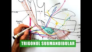 Trigonul Submandibular [upl. by Ahselyt]