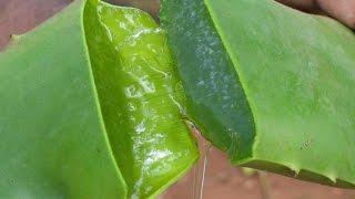 BEST ACNE TREATMENT home made with aloe vera and aspirin [upl. by Ahsropal292]