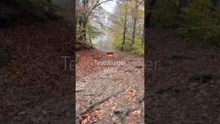 autumn forest herbst wald осень лес teutoburgForest teutoburgerwald [upl. by Berk]