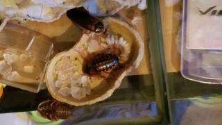 Dubia Roach giving birth [upl. by Yelhs]