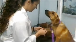 The Dogs gentle response to being treated and cured by the vet 🤣 Funny Dogs Reaction [upl. by Oicirbaf176]