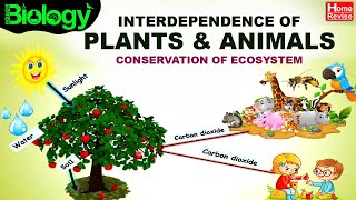 Environment amp Ecosystems  Part 4  Interdependence of Plants amp Animals  Conservation of Ecosystem [upl. by Icram]