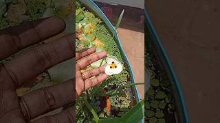 sagittariawaterplant flower gardening trending viral shorts [upl. by Sampson]