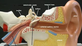 Ear Anatomy Model  ospe [upl. by Ettennad]