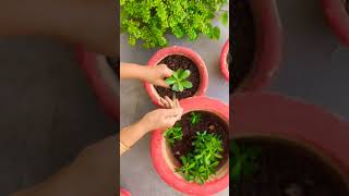 Adenium seedlingplants repotting [upl. by Abehsat339]