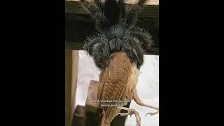 Hubungan Unik Tarantula Dan Katak Kecil shortvideo animals hewan [upl. by Eelreveb82]