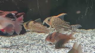 Corydoras cw113 [upl. by Luisa]