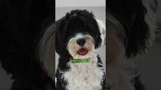 Fascinating Facts About The Portuguese Water Dog [upl. by Aerdnaz442]