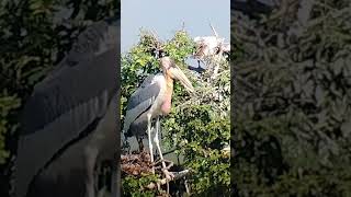 Greater Adjutant birds subscribe shortsfeed shorts short nature wildlife cambodia [upl. by Shelton397]