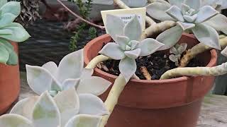 GRAPTOPETALUM PARAGUAYENSE GHOST PLANT SUCCULENT [upl. by Anileme]