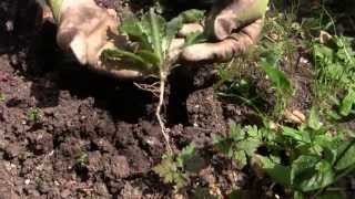 Easy Weeding  How to Get Rid of Weeds in Your Vegetable Garden [upl. by Maziar]