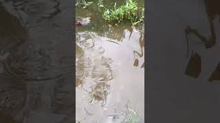 hooked fish fishingvideo fish fishing reels shorts [upl. by Jeritah507]