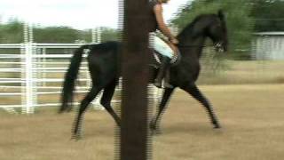 Akhal Teke stallion Arimtrotwalkgallop training  Akhal Texas [upl. by Montanez573]