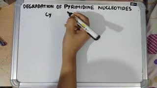 Degradation of pyrimidine nucleotides [upl. by Ahsitram]