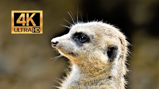 Sound of Meerkat  Meerkat Sounds Suricata suricatta Sound 4K [upl. by Forest]