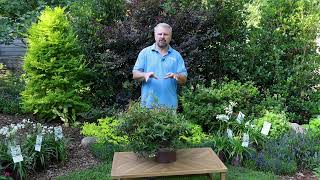 Burning Love Leucothoe Production Tips [upl. by Phelan]