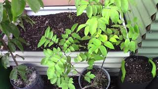 Carambola Star fruit Tree I bought from Lara Farms gardening [upl. by Mok]