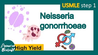 Neisseria gonorrhoeae  Gonorrhea  Pathology Immunology diagnosis and treatment  USMLE [upl. by Alyehc424]