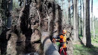 Chainsaw Husqvarna 560XP HARD CUTTINGGARDEN AND FOREST Original YouTube Video [upl. by Eki]