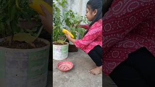 Process of How to Store Brinjal Seeds 🍆🍆 shorts garden vegetables gardening [upl. by Assertal]