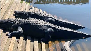 Gatorland in Orlando FL [upl. by Pettiford]