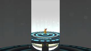 Shiny Tepig evolves into pignite emboar pokemongo pokemon [upl. by Newel324]