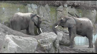 Afrikanischer Elefant Loxodonta africana  African bush elephant  Zoo Vienna [upl. by Normie]