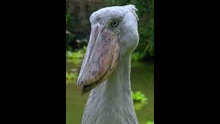 Shoebill stork clattering sounds like machine guunbeautiful nature animals [upl. by Hayashi]