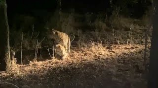 Impala runs straight into mating leopards [upl. by Eniamaj]