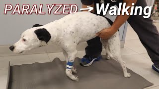 Jeter the Paralyzed Dog Makes a Complete Recovery [upl. by Atsocal293]