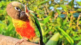 Hi Hello everyone did you like my video Yellow sided conure singing sounds in the morning [upl. by Arola295]