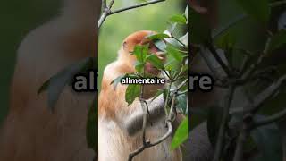 5 faits incroyables sur le Singe Proboscis animals video facts [upl. by Moritz297]