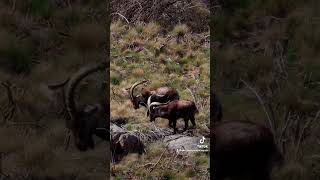 🇺🇸 Gredos ibex fighting🇪🇸Pelea de machos de Gredos gredos ibex wildlife photography nature [upl. by Teews]