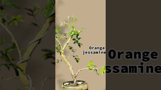 Orange jessamine🌳 bonsai gardening ytshorts shortsviral bonsailovers viralvideo homegarden [upl. by Ragan502]