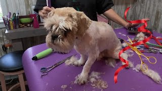 Dog grooming Shih tzu haircut senior dog [upl. by Pickford]