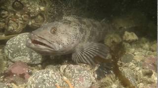 Giant Pacific Octopus Giant Lingcod Rockfish  Keystone Jetty Dive  Day Two  June 04 2017  27K [upl. by Eiramalegna]