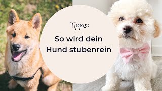 So wird dein Hund stubenrein [upl. by Lazaro768]