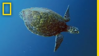 Sea Turtles 101  National Geographic [upl. by Lyndsey993]