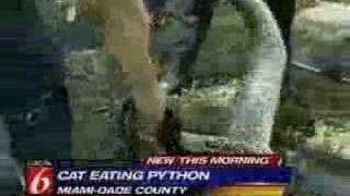 Python eats cat [upl. by Githens]