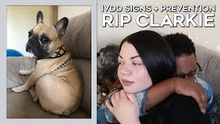 IVDD Signs amp Prevention  RIP Our Frenchie Clarkie 20172020 [upl. by Ahsema]