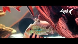 Geophagus Surinamensis Rotstreifen Erdfresser Redstriped Bartheater [upl. by Vernita]