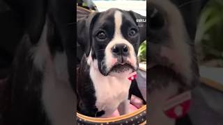 RankinReynolds reunion trailer puppy boxerdog dayinthelifeofamodel [upl. by Jamill510]