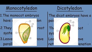 Monocotyledon vs Dicotyledon Fast differences and comparison [upl. by Lowry]