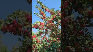 Love Crabapple Trees Are Loaded and Beautiful To See [upl. by Repsaj534]