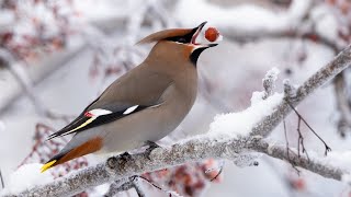 Bohemian Waxwings and the Avoidable Tragedy of Windows [upl. by Pete20]