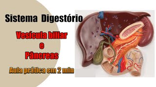 Sistema Digestório  Vesícula biliar e Pâncreas  Anatomia Humana [upl. by Meyers]