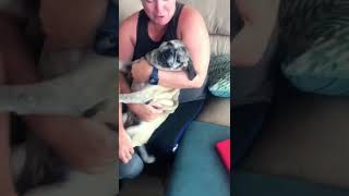 Screaming Pug Gets Her Nails Clipped [upl. by Blunk]