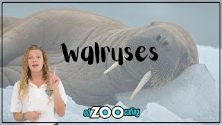 Walruses  The Largest Member of the Seal Family  EdZOOcating Adventures [upl. by Nylissej387]