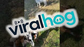 Compilation of Playful Myotonic Goats Fainting  ViralHog [upl. by Laro]