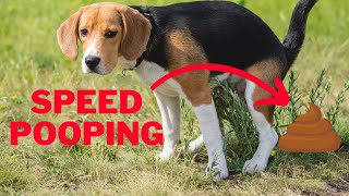 How To Make Your Dog Poop Quickly A Speedy Scoop Guide [upl. by Ritchie]